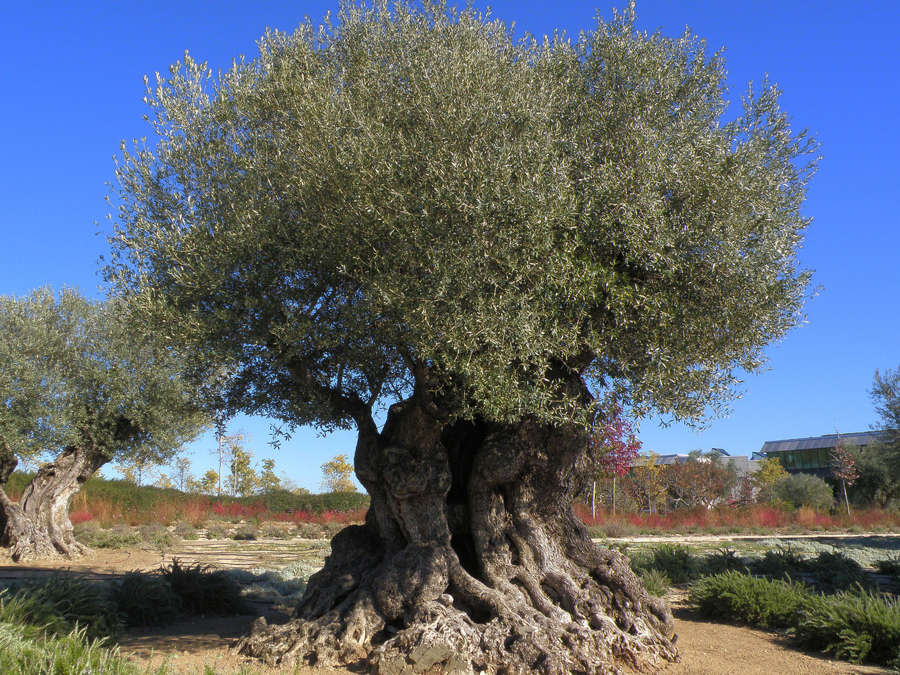 Olive Trees