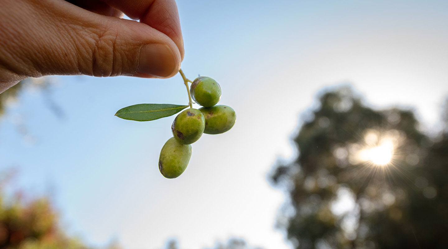 Women picking olives during the Olive Harvest Festival